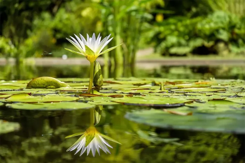 Zierteich im Privatgarten